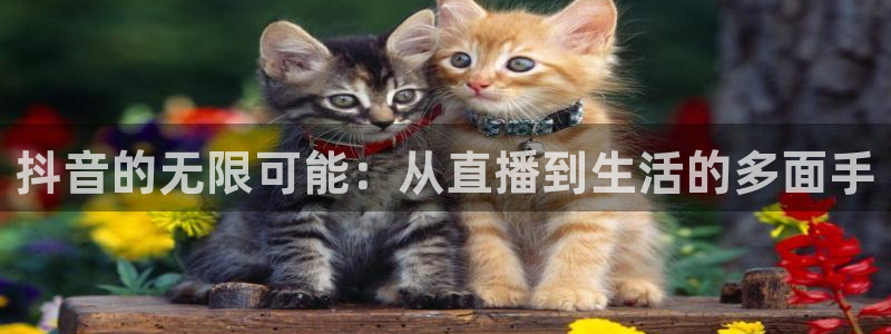 833nba直播在线观看免费：抖音的无限可能：从直播到生活的多面手